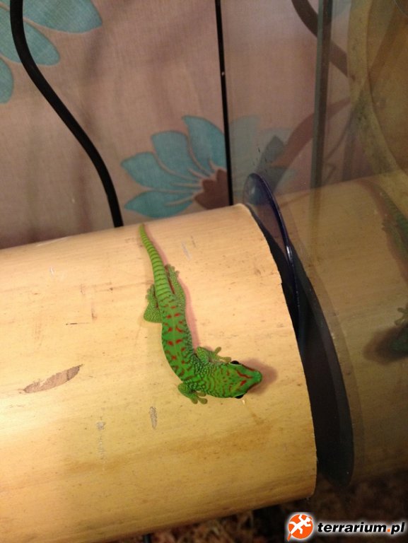 ur.20.10.2012.Drugi.Maluch