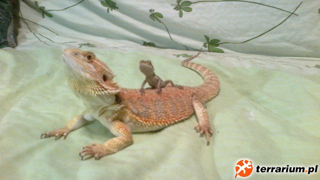 Killer I Zośka (640x360)