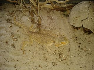 Agama brodata Agama brodata