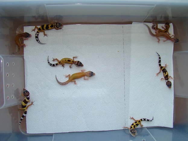 lamparciki lamparciki