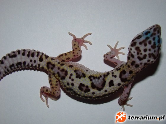 MACK SNOW JUNGLE BOLD BELL ALBINO. MACK SNOW JUNGLE BOLD BELL ALBINO.