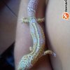 samiec