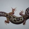 MACK SNOW JUNGLE BOLD BELL ALBINO.