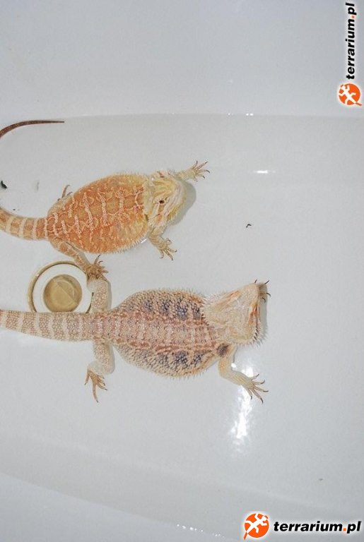 Agama red pastel leatherback