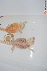 Agama red pastel leatherback