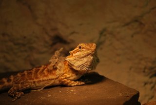 Agama red pastel leatherback