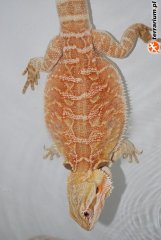 Agama red pastel leatherback