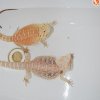 Agama red pastel leatherback
