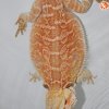 Agama red pastel leatherback
