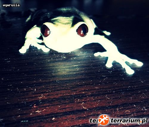 leptopelis uluguruensis