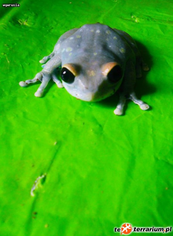 leptopelis uluguruensis