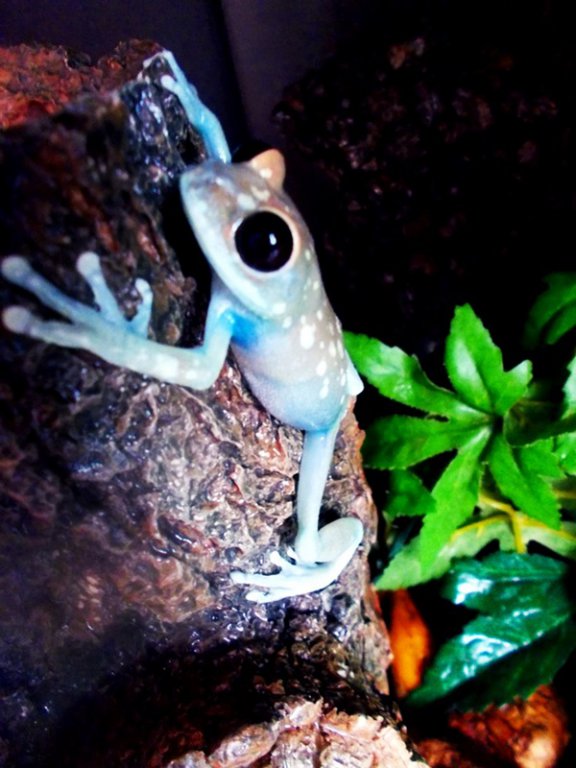Leptopelis uluguruensis