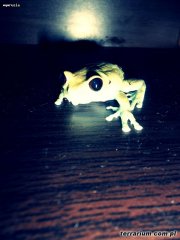 leptopelis uluguruensis leptopelis uluguruensis