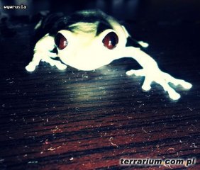 leptopelis uluguruensis leptopelis uluguruensis