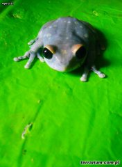 leptopelis uluguruensis leptopelis uluguruensis