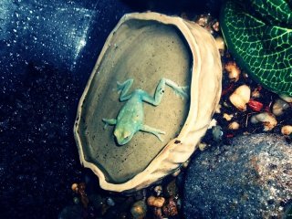 leptopelis uluguruensis leptopelis uluguruensis