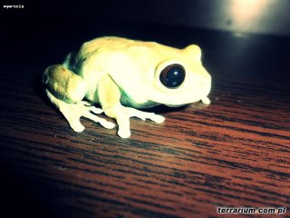 leptopelis uluguruensis leptopelis uluguruensis