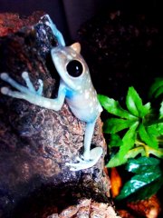 Leptopelis uluguruensis Leptopelis uluguruensis