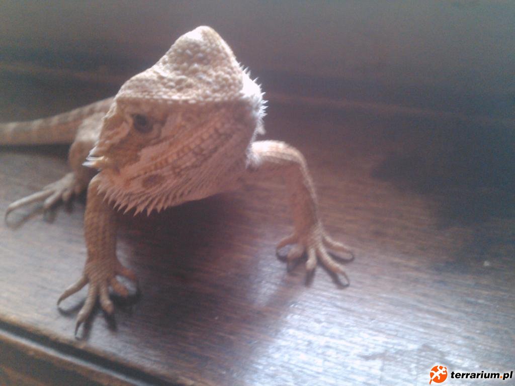 IMG083 jzzpl