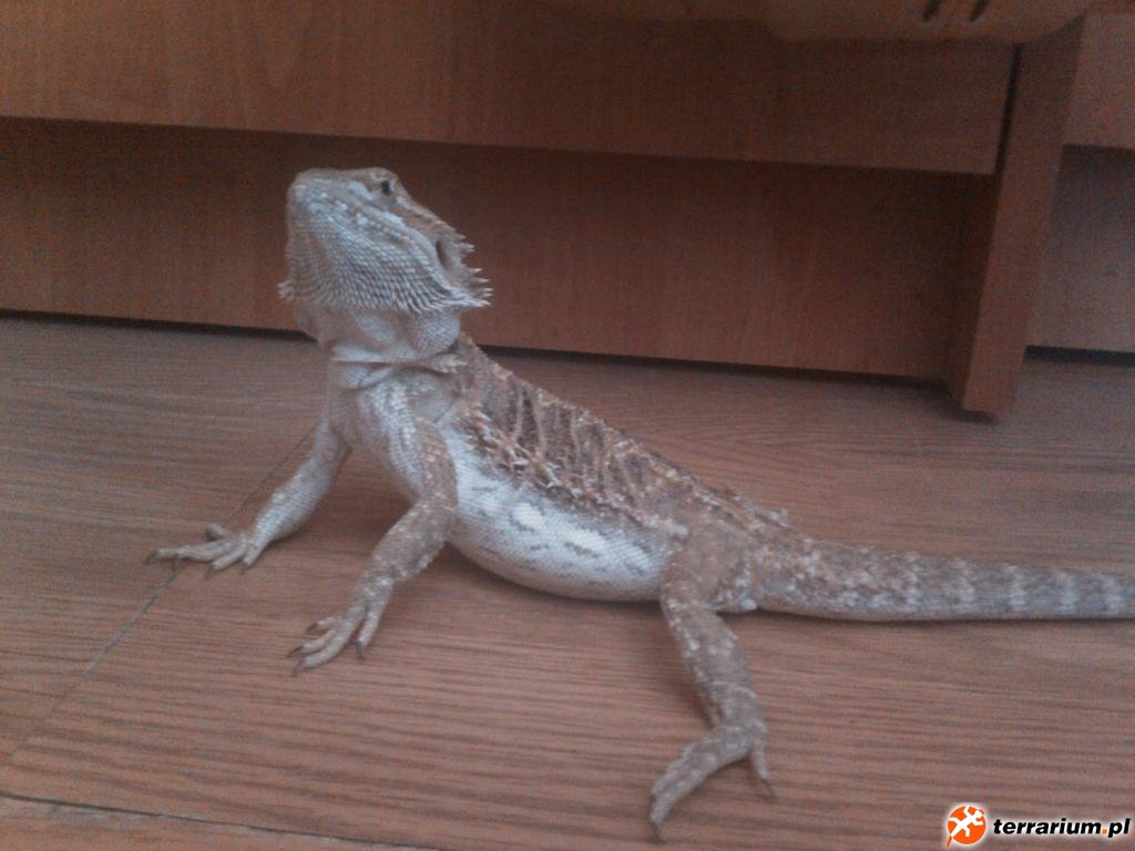 IMG030 jzzpl