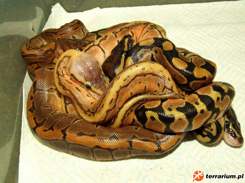 hodowla4
