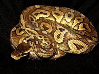 13hodowla