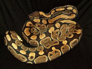 hodowla9