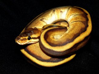 hodowla5