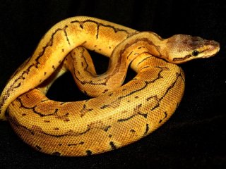 10hodowla