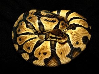 hodowla6