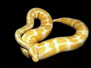8hodowla