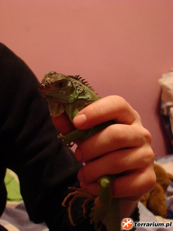 Iguana   kiedyś