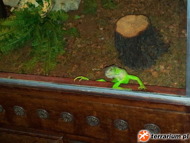 Iguana2