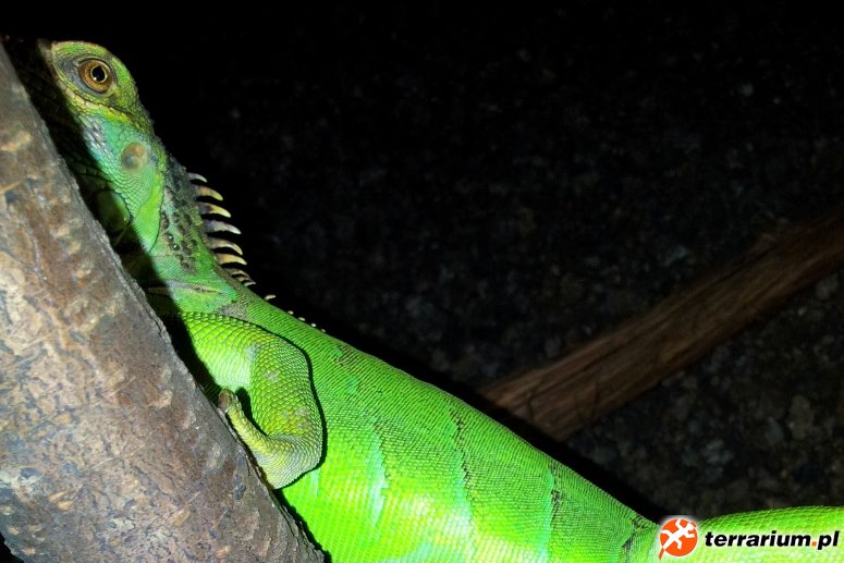 Iguana