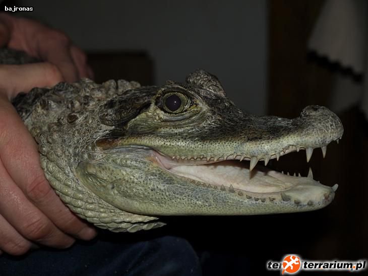 Kajman okularowy (Caiman crocodilus)
