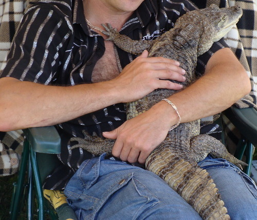 Kajman okularowy (Caiman crocodilus)