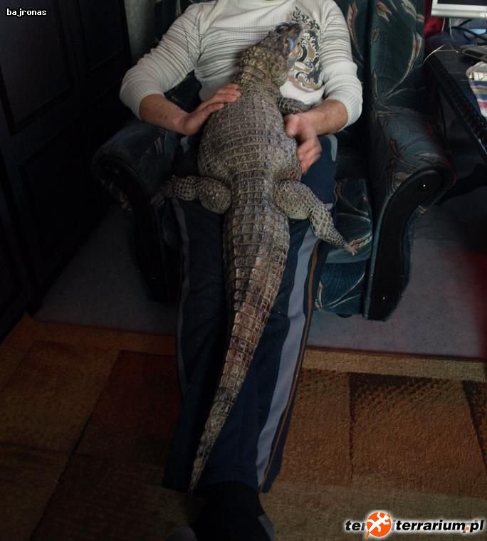 Kajman okularowy (Caiman crocodilus)