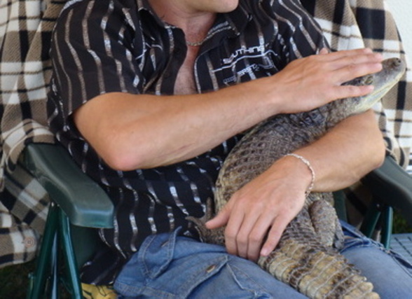 Kajman okularowy (Caiman crocodilus)