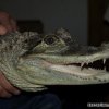Kajman okularowy (Caiman crocodilus)