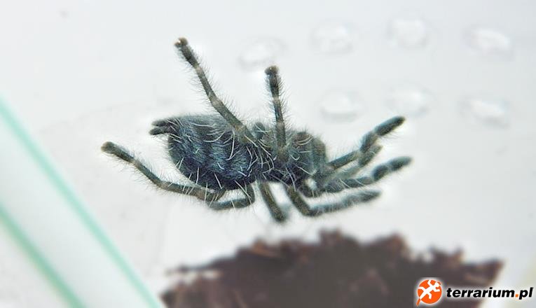 Avi Versicolor