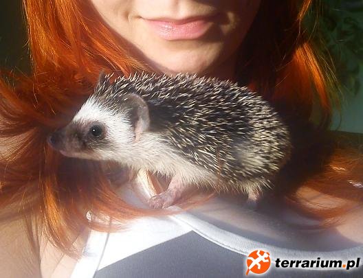 Sashka