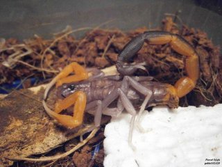 IS PA120174 IS PA120174