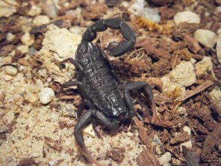 IS PA120177 IS PA120177