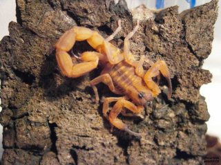 IS P4180038 IS P4180038