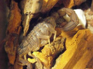 IS P5290263 IS P5290263