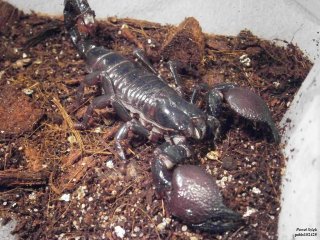 IS PA120143 IS PA120143