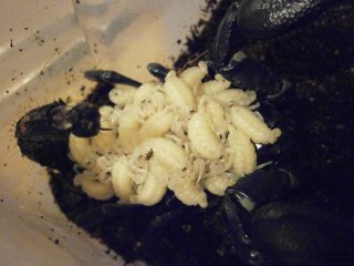 IS P6040305 IS P6040305