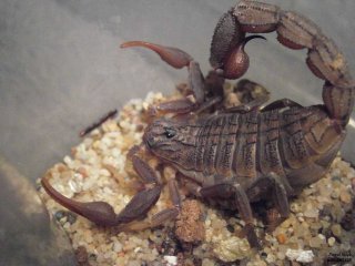 IS PA120152 IS PA120152