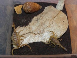 IS P1120908 IS P1120908