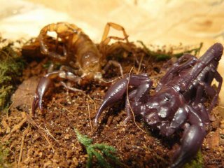 IS P1120884 IS P1120884